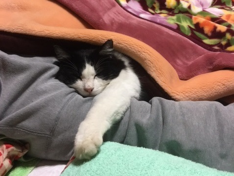 私の腕枕で寝るミーコ。重い・・・