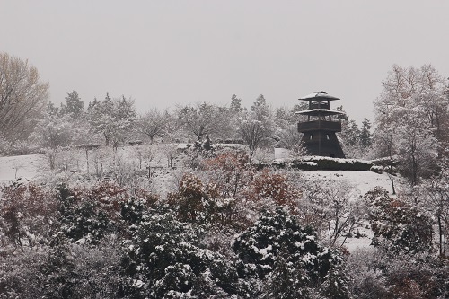 先月24日に降った雪