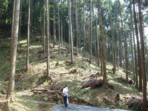 八幡山もきれいになりました