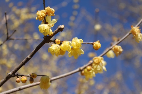 かわいらしい黄色の花をつけています