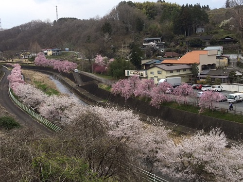 町じゅうの桜が満開です