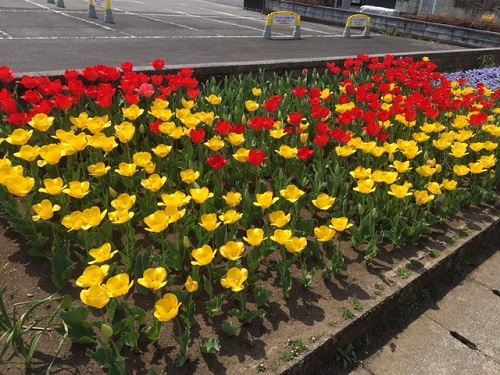 町民センターの花壇も春のにぎわい