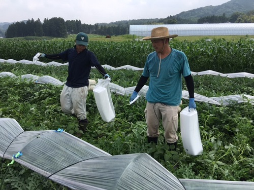 炎天下の作業