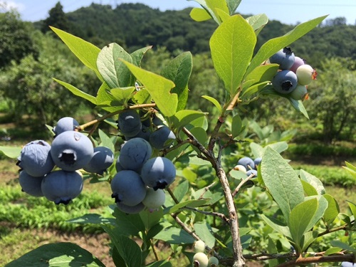 甘くて安い自慢の実です