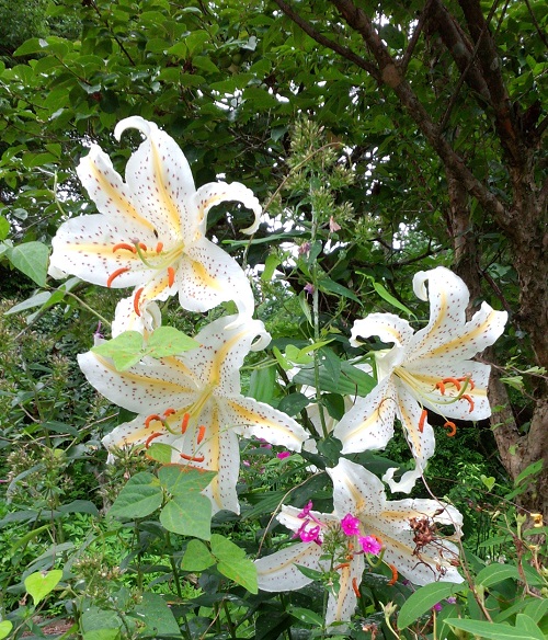 可憐な花を守らなくては