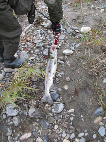 身近に味わえる魚であってほしい