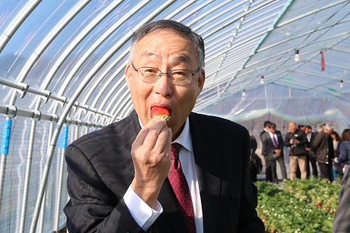 大きくて甘いイチゴです