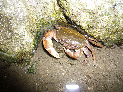 溝にいたカニ。どこから来たのカニ?