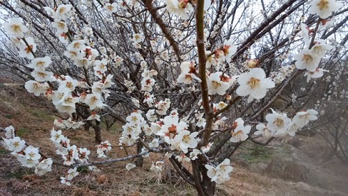 梅の花