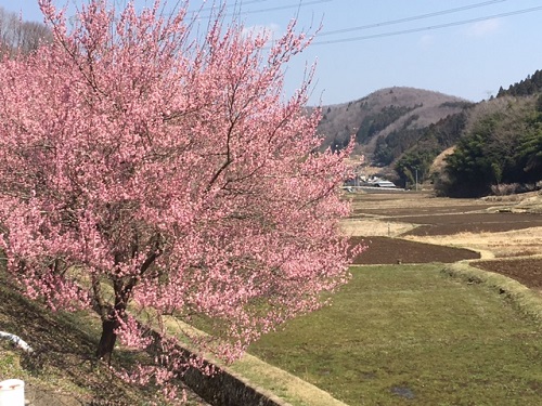 梅の花