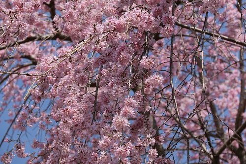 花付きも良好