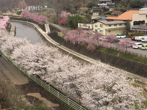 素晴らしい眺めです。ぜひ桜をお楽しみください。