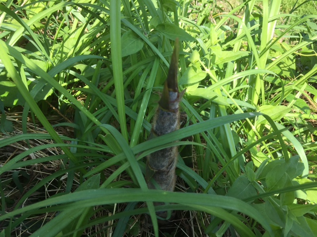 タケノコ駆除に四苦八苦