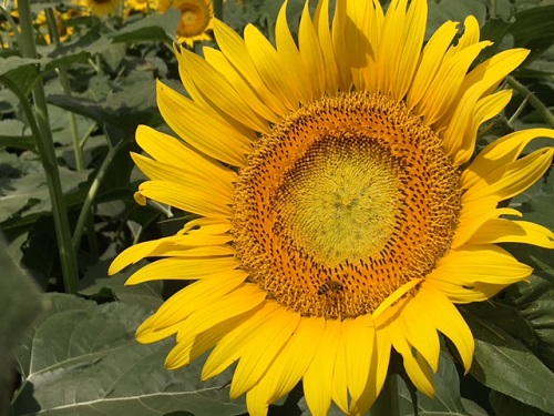 明るい太陽のような花が咲いています