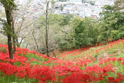 彼岸花1