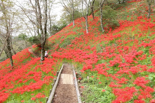 彼岸花２