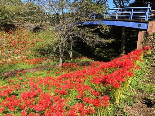 彼岸花3