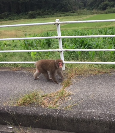 歩道を走る「はぐれザル」