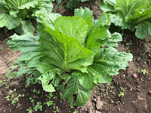 虫に食われた野菜たち