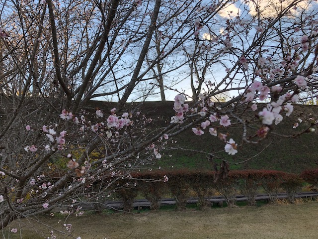 可愛らしい子福桜