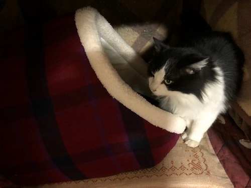 なんだ、これは