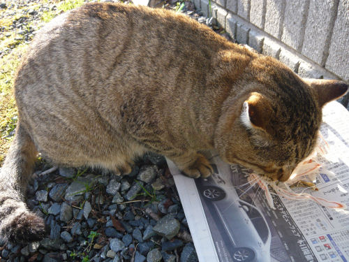 庭での朝食は、みじめです