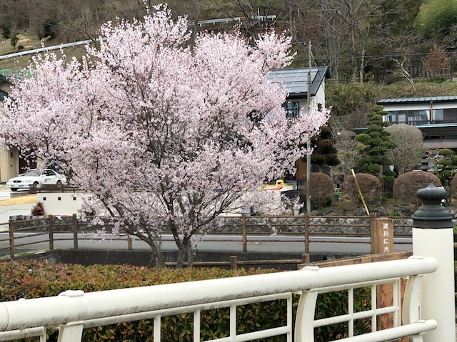 百騎橋たもとのソメイヨシノ