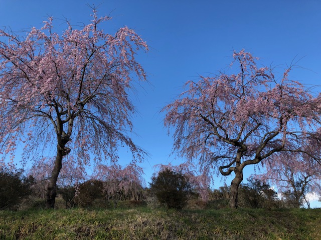 城山のシダレザクラ