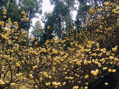 ミツマタ群生地