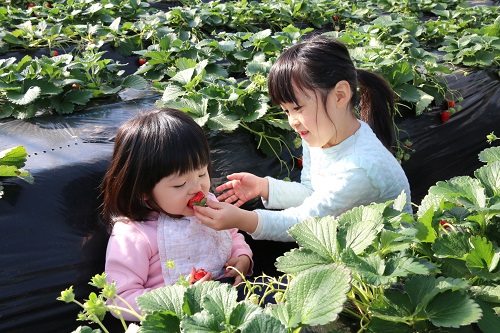 美土里農園 観光いちご園