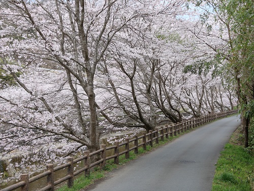 河川敷桜