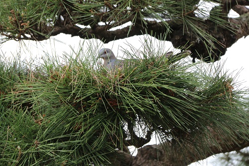 じっと卵を温める親鳥