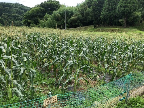 トウモロコシがあるさ