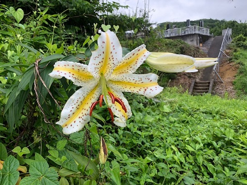 大輪のユリの花