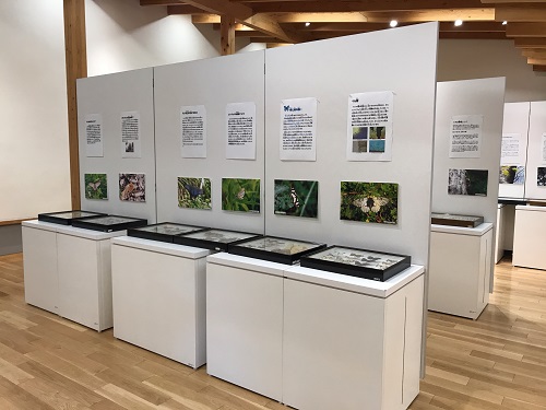 昆虫展1