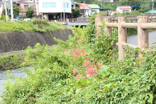 逆川沿いの彼岸花