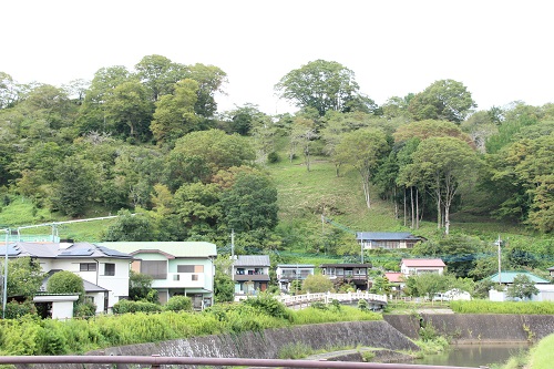 今年も城山の斜面が赤く染まるのが楽しみだ