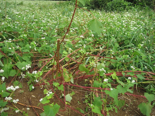 なぎ倒されたソバの花たち