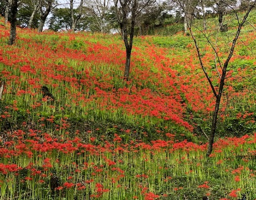 斜面一面の彼岸花は圧巻