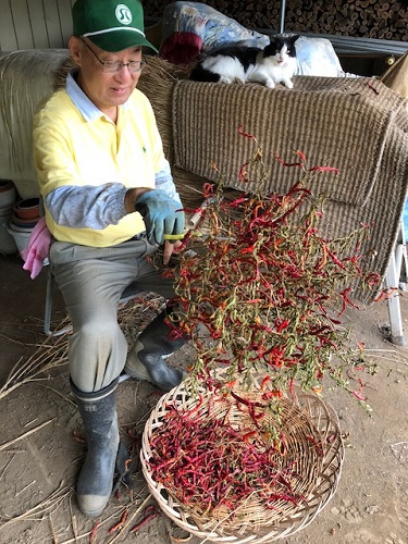 私とミーコは唐辛子を