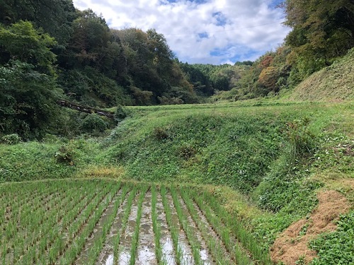 美しい棚田の風景