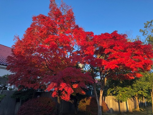 こんな紅葉はじめて見ました