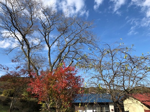 空も木々も冬模様