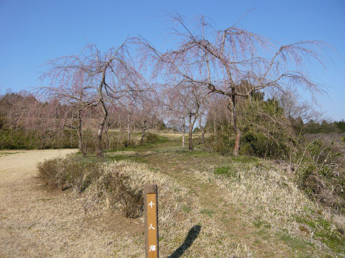 桜が満開になるのはまだ先のようです