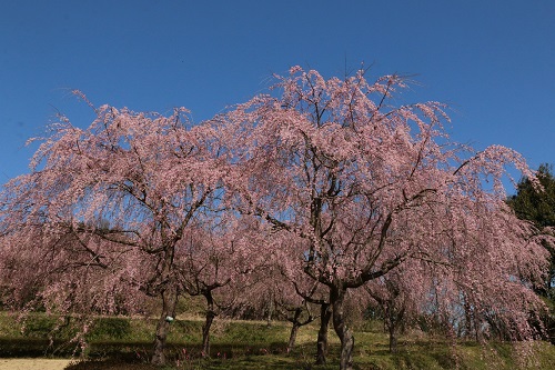 枝垂れ桜①