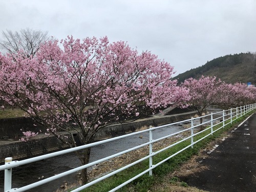 逆川右岸のセンダイヤ