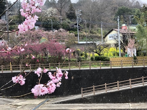 対岸の花桃