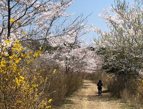 花の山はこんなに美しい