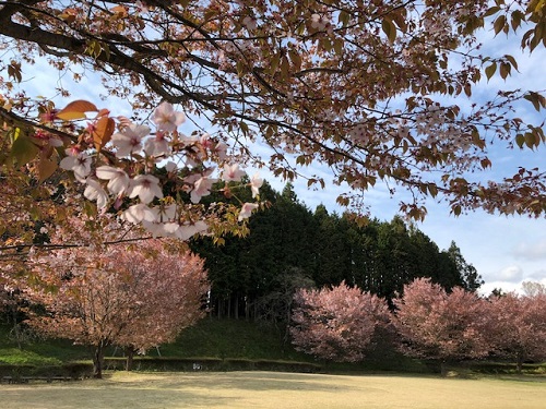 葉桜のセンダイヤ