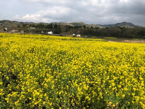 菜の花畑